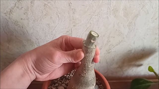 Как привить Адениум.Самая простая прививка. смотреть онлайн