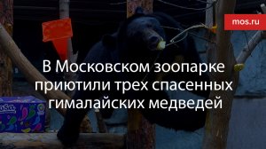 В Московском зоопарке приютили трех спасенных гималайских медведей