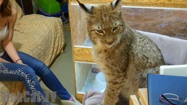 Подставили Тайпанчика. Голодная и недовольная рысь смотреть онлайн