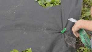 Лучший сорт кабачков. Выбираем из 9 сортов. ч.2