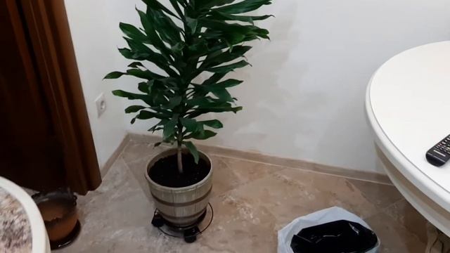 Пересадка драцены и колерии смотреть онлайн