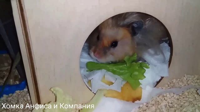 Наши милые домашние хомяки