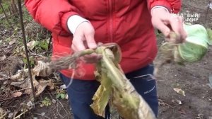 Болезни капусты.Кила капусты и слизистый бактериоз. Сайт "Садовый мир"