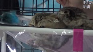 Можно ли научить городскую кошку ловить мышей на даче