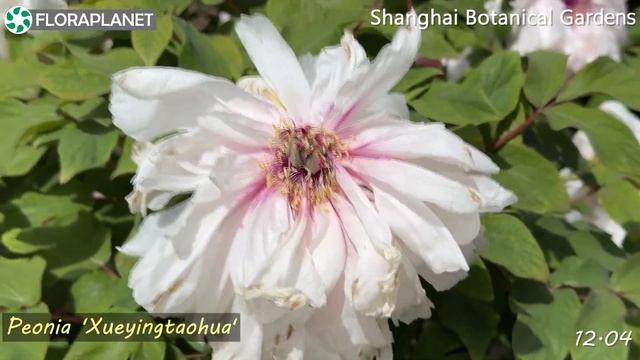 Древовидные ПИОНЫ ?в ботаническом саду Шанхая смотреть онлайн