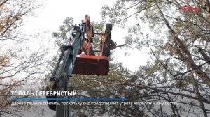 КРТВ. Тополь серебристый