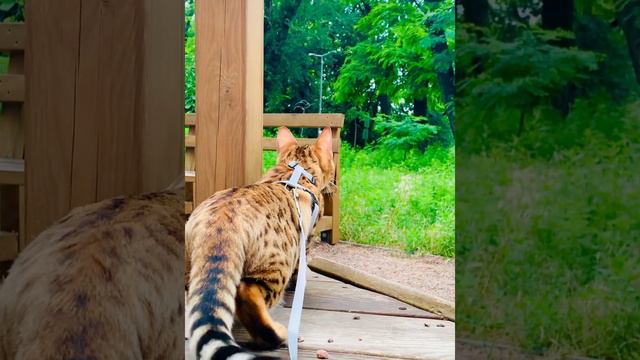 Самый красивый бенгальский кот #бенгал #бенгальскаякошка #кот #котики
