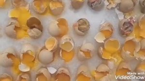 ЦЕСАРКА ВОЛЖСКАЯ БЕЛАЯ.