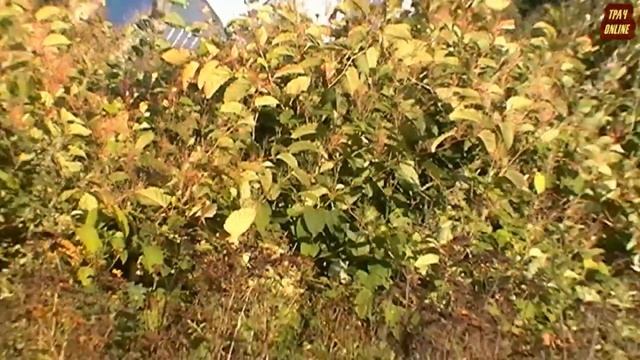 ? Горец сахалинский (Рейнутрия) ? для Владимира смотреть онлайн