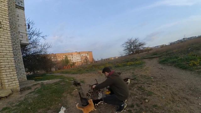 Самое Милое Видео|Кормлю Стаю Котов с Девушкой смотреть онлайн