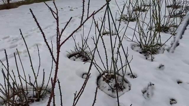Почему я не укрываю розы в Подмосковье. смотреть онлайн