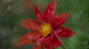 Прекрасные цветы мелодия. 4K