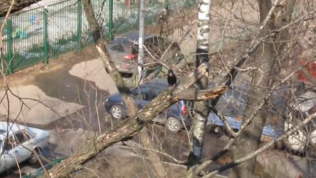 Скворец 16апреля2013 Москва смотреть онлайн