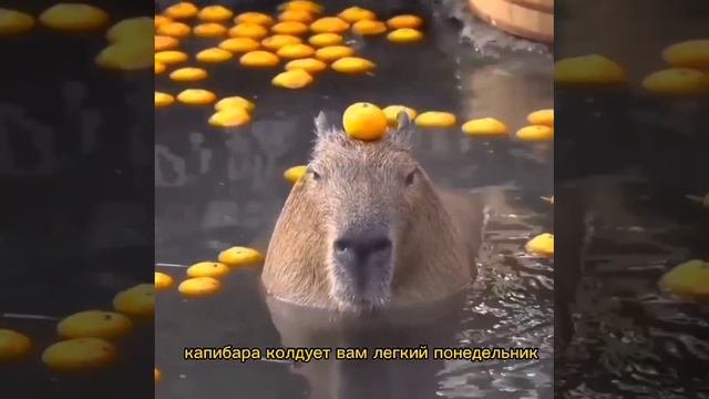 Капибара