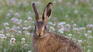 Крик зайца, звук зайца, голос зайца | Cry hare, hare sound, hare voice