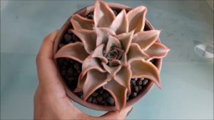 Echeveria madiba