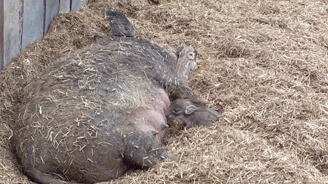 04.04.2020 Начало плюс. Рождение паросят венгерской мангалицы смотреть онлайн