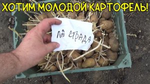 Посадили картошку и лук под Благовест