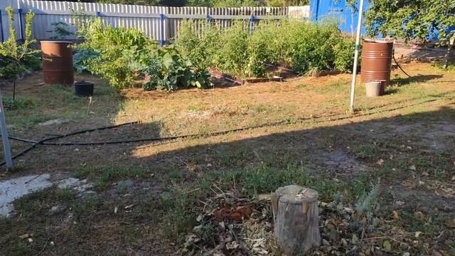 А ВЫ МОЕТЕ ЧЕСНОК ? /ПОСАДИЛА ГИГАНТСКИЕ ЛИЛИИ/ СУББОТА В ДЕРЕВНЕ ИЮЛЬ смотреть онлайн