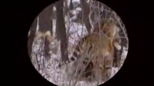 Курсы таежника 3. 