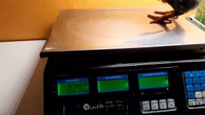 Цыплёнок, месячный, вес 280гр.