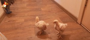 Цыплята на прогулке и злая кошка Циля ??