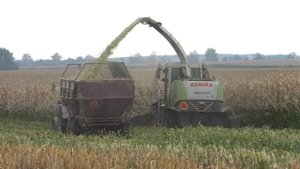 Уборка кукурузы на силос CLAAS Jaguar 890, МТЗ 1221 2, МТЗ 3522 +Дисковка МТЗ 2022-3, TINEMASTER