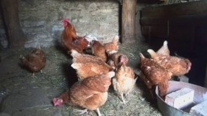 Петух кричит