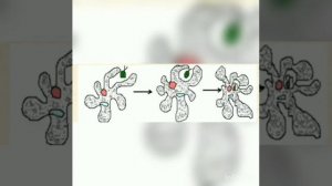 Бир клеткалуулар. Биология 7 кл