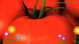Томат обыкновенный Кронпринц. Краткий обзор, описание характеристик, где купить семена