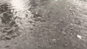Форель в пруду , в садке . Садковое выращивание рыбы .