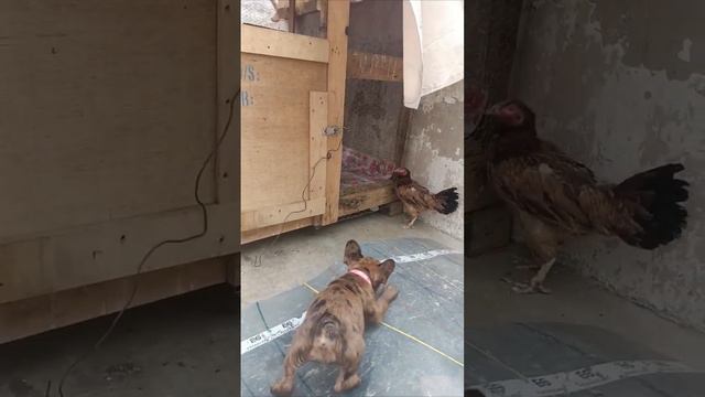 french bull dog play with chicken