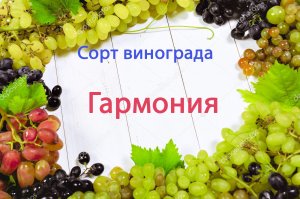 Сорт Гармония