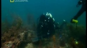 Размножение осьминогов.wmv