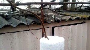 Результат зимовки киви в пенопластовых трубах