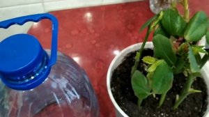 Черенкование роз.Результаты.