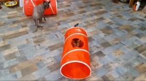 Игрушки для кошек