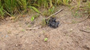 Охота на волка капканами Бриджер 5, просчитал хитрого зверя. Стая крутится рядом, своих не бросают.