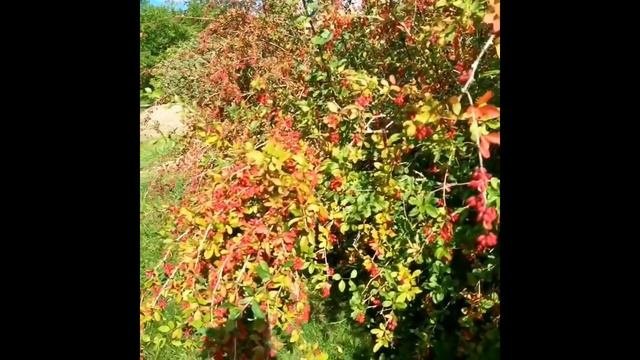 Барбарис обыкновенный -  выращиваем, размножаем, используем