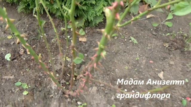 Расстояние при посадке роз весной.Наглядный пример развития кустов.Нижний Новгород. смотреть онлайн