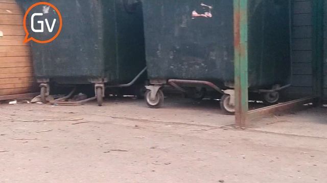 По Первоуральску бегают крысы смотреть онлайн