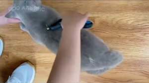 Дешеддер колтунорез для кошек и собак  2 в 1
