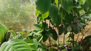 Гуаява. Есть излишки экзотических растений.