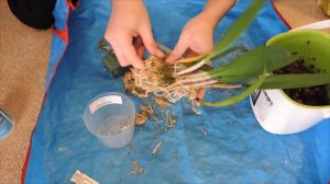 Re-Potting Cattleya Type Orchid