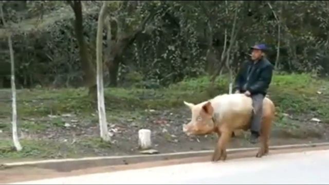 Он ездит на свинью это надо на это посмотреть смотреть онлайн