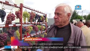 Сюжет «Фестиваль винограда»