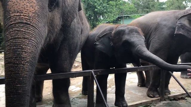 ЗООпарк под открытым небом Khao Kheow☀️ Путешествие в Тайланде🌴 смотреть онлайн