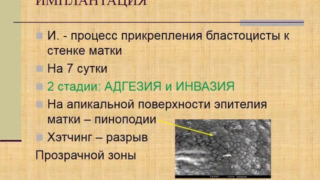 Эмбриология. 2. Начальный период: дробление, имплантация. Гаструляция 1.