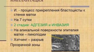 Эмбриология. 2. Начальный период: дробление, имплантация. Гаструляция 1.