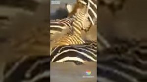 Крокодил напал на зебру